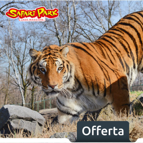 sconto safari park pombia